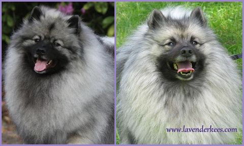 is the keeshond legal in slovenia