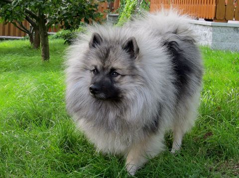 is the keeshond legal in slovenia